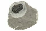 Bargain, Gerastos Trilobite Fossil - Morocco #193936-2